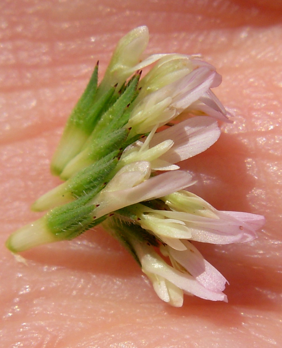 Trifolium squamosum L.